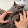 ぽんぽこりんのりつくん サムネイル2