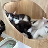 首を傾げたハチワレのれんくん サムネイル3