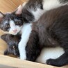 首を傾げたハチワレのれんくん サムネイル4