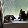首を傾げたハチワレのれんくん サムネイル5