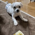 甘えん坊のマルチーズ男の子　里親様急募！！