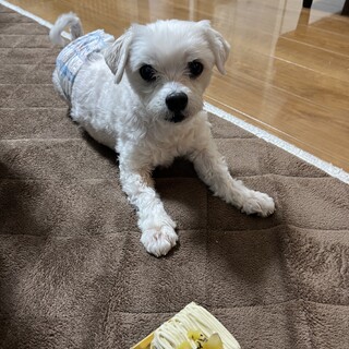甘えん坊のマルチーズ男の子　里親様急募！！