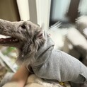 元気いっぱいの男の子です。幸せにしてください