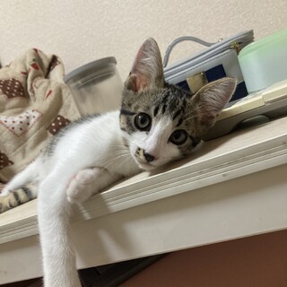 お耳が大きなキジシロの男の子❤️