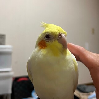 オカメインコ オス　ルチノー