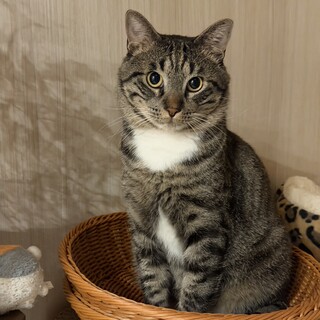  おっとりさん飼いやすい男の子たび君