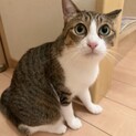 ぱっちりお目目の大人しい女の子めぐちゃん