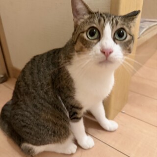 ぱっちりお目目の大人しい女の子めぐちゃん