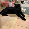 活発元気な男の子まっ黒なクロ君