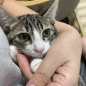 【三か月♂】キジ白　天真爛漫　うーちゃん