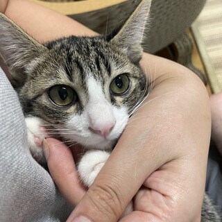 【三か月♂】キジ白　天真爛漫　うーちゃん