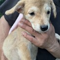 多頭飼育からのレスキュー！女の子の子犬