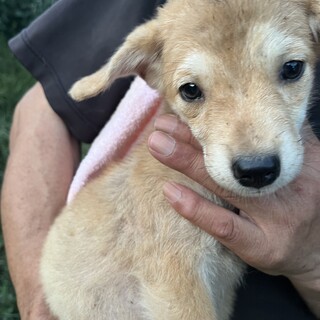 多頭飼育からのレスキューです。姉妹子犬の里親募集