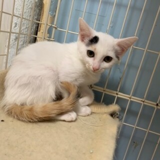 可愛い白三毛４姉妹 のり巻きちゃん