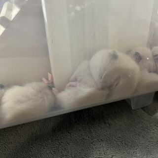 キンクマハムスター 生後3週間 