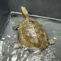 ニホンイシガメ♂名前は 清一(きよかず)です。