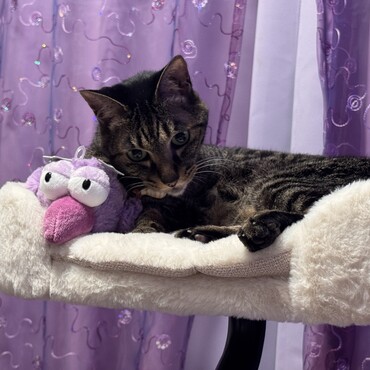 ハチドリと我が家の猫