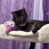 ハチドリと我が家の猫
