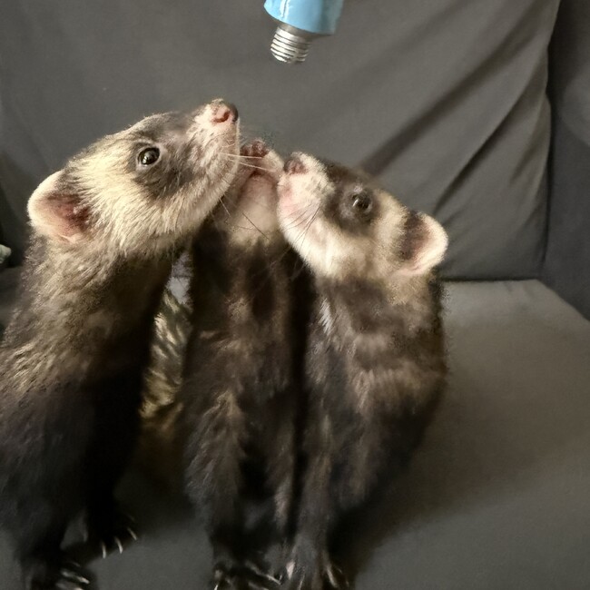 でぃあちゃんのカバー写真