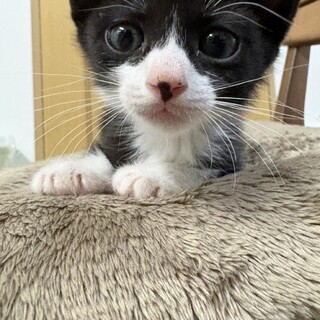 公園猫現場に遺棄された小さなハチワレの女の子