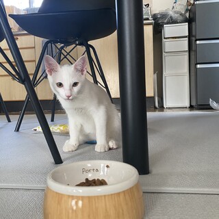 子猫