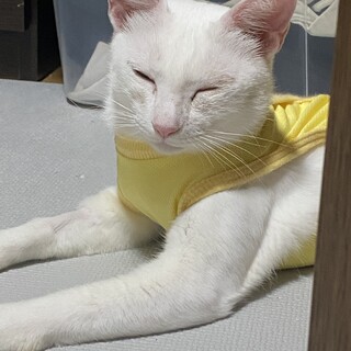 頑張ってきたお母さん猫