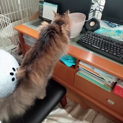 湧き水装置