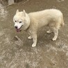 ホワイトハスキー陽気な男の子 サムネイル2