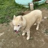 ホワイトハスキー陽気な男の子 サムネイル3