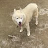 ホワイトハスキー陽気な男の子 サムネイル5
