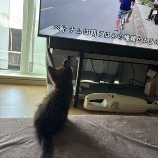 子猫????‍⬛の里親募集