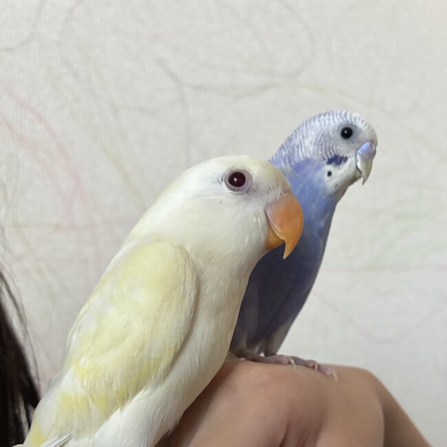 こまっ亭のカバー写真
