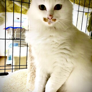 白い身体にフサフサ尻尾の美人猫　シロちゃん