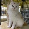 白い身体にフサフサ尻尾の美人猫　シロちゃん サムネイル2