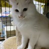 白い身体にフサフサ尻尾の美人猫　シロちゃん サムネイル3