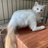白い身体にフサフサ尻尾の美人猫　シロちゃん サムネイル4