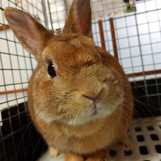 ８歳で捨てられた富士くん