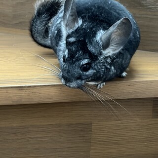交渉中　チンチラ　メス　４歳くらい