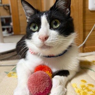 犬みたいな懐っこい性格★ハチワレの男の子★里親募集