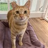 規格外の懐っこさが魅力のちいろくん サムネイル2