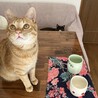 規格外の懐っこさが魅力のちいろくん サムネイル3