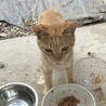 規格外の懐っこさが魅力のちいろくん サムネイル4