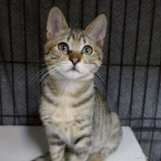 人馴れ抜群　人間大好き猫も好き　みかんくん