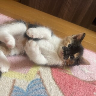 かわいい2匹の子猫にゃん