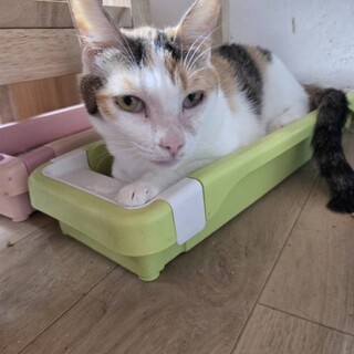 後ろ足が少し弱いけど人懐っこい三毛猫のみいちゃん