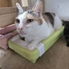 後ろ足が少し弱いけど人懐っこい三毛猫のみいちゃん サムネイル2