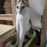 後ろ足が少し弱いけど人懐っこい三毛猫のみいちゃん サムネイル3