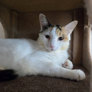 きれいな三毛猫のクレア