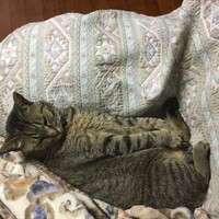 さしみ