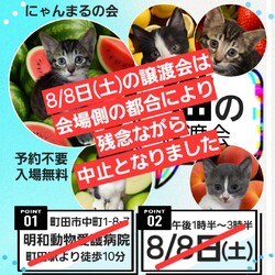 ※開催中止●町田で譲渡会●にゃんまるの会●猫の譲渡会 サムネイル1